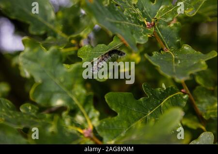 Caterpillar auf Eichenlaub Stockfoto