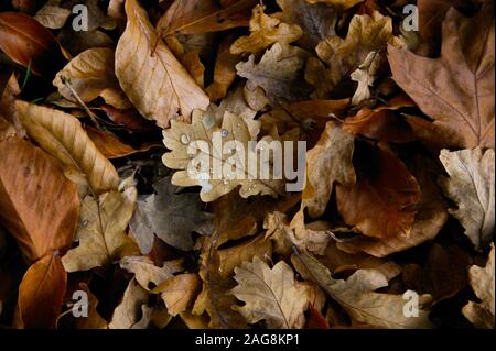 Gefallenen Blätter im Herbst mit Wassertropfen Stockfoto