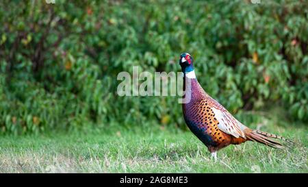 Fasan auf Gras schauen in die Kamera mit den Wäldern im Hintergrund, 16-9 Ernte in der Nähe erschossen, für Kopie Raum bearbeitet Stockfoto