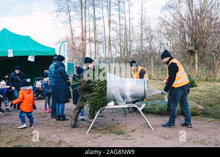 Babki, Polen - 15 Dezember, 2019; Verkauf von Weihnachtsbäumen auf einer Plantage im Wald - Verpackung schneiden Tannen in Folie Verrechnung Stockfoto