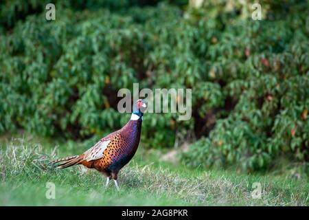 Fasan auf Gras mit den Wäldern im Hintergrund, in der Nähe geschossen für Kopie Raum bearbeitet Stockfoto