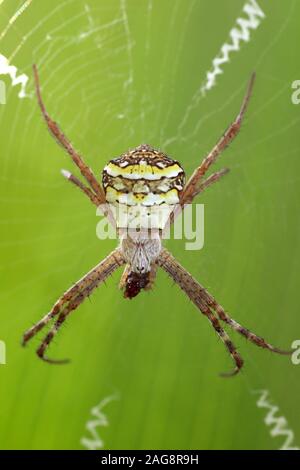 Signatur Spider Argiope sp. Essen Beute, Gujarat, Indien. Stockfoto