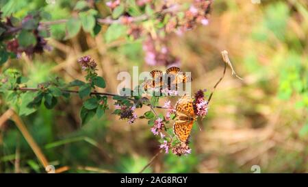 Nahaufnahme von zwei Schmetterlingen auf einem Ast mit Lila winzige Blüten Stockfoto