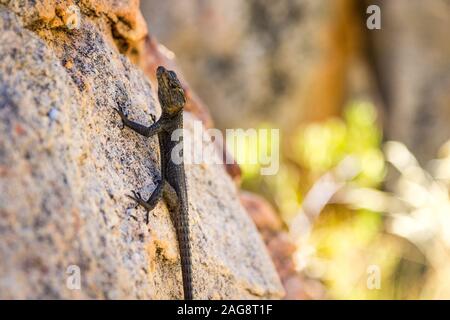 Black Lizard mit weißen Punkten auf dem Kopf, Klettern ein Stein, Cederberge, Südafrika Stockfoto