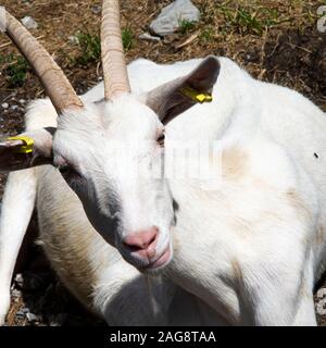 Ein Closup einer gehornten Ziege mit weißem Fell im Dorf Les Lindarets in den französischen Alpen Portes du Soleil France Stockfoto