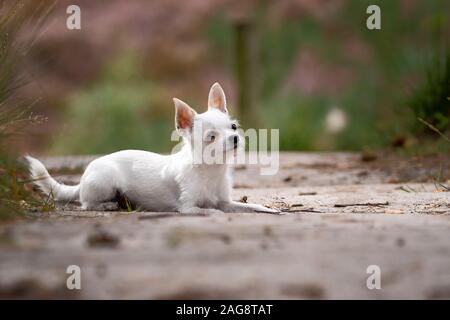 Nahaufnahme eines niedlichen weißen chihuahua auf dem sitzen Masse Stockfoto