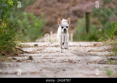 Nahaufnahme eines niedlichen weißen chihuahua, der auf dem läuft Straße Stockfoto