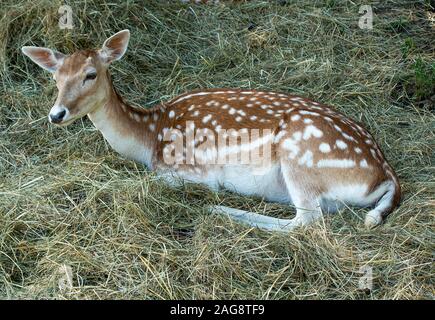 Fawn Fallow Deer, die sich Auf einem Feld in der Nähe von Montriond in Portes du Soleil French Alps France entspannen Stockfoto