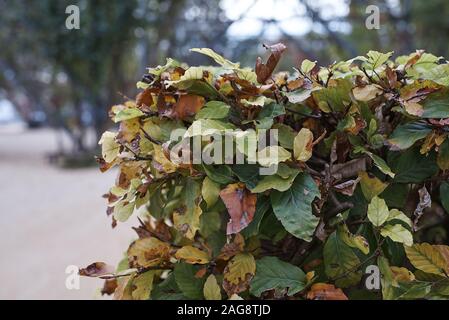 Nahaufnahme eines Bündels beschädigter Herbstblätter an Unscharfer Hintergrund Stockfoto