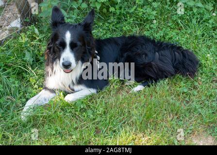 Ein Wunderschöner Alert Collie Dog, Der Den Sonnenschein auf einem Feld in der Nähe von Montriond Portes du Soleil French Alps France genießt Stockfoto