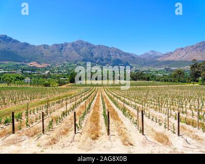 Kleine Weinreben wachsen in ordentlichen Reihen führen zu fernen Bergen in der Nähe von Franschhoek. Stockfoto