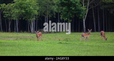 Drei whitetail deer auf der Suche nach Essen in einem Feld Stockfoto