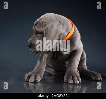 Reinrassige Dogge Welpe nicht glücklich über ein Bild genommen Stockfoto