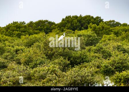 WESTERN Reef Heron steht auf einem Baum in der Mangrove Stockfoto