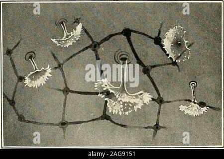 . Der Entomologe und aufzeichnen Journal der Variation. K (M O X r" ist! Ffl*. Das [x]. D O O - ^C-J a y A) O W K A B W O S | iW.: ^i^ Stockfoto