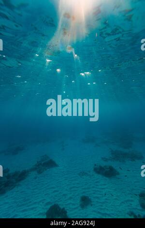 Wunderschöne Landschaft der faszinierenden Unterwasserwelt auf der Insel Bonaire, Karibik Stockfoto