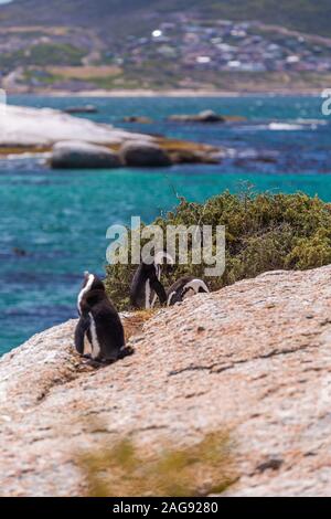 Vertikale selektive Fokus Aufnahme von niedlichen Pinguinen hängen in Cape of Good Hope, Kapstadt Stockfoto