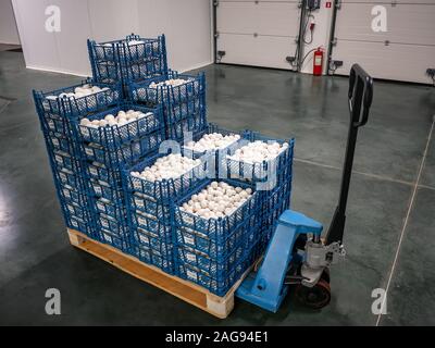 Pilze in blauen Boxen. Industrielle Anbau von Pilzen Stockfoto