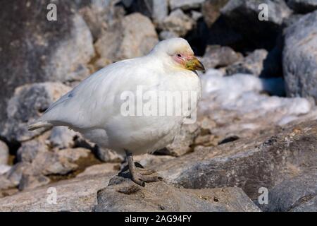 Snowy sheathbill (Chionis albus), auch als das grössere sheathbill an der Brown Bluff auf der Operation Tabarin Peninsula, Antarktis bekannt. Es ist in der Regel auf gefunden Stockfoto