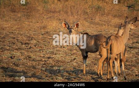 Männliche und weibliche Kudus Gruppe suchen an der Rückseite der Kamera Stockfoto