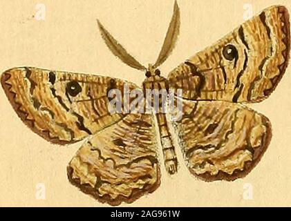 . Sammlung europäischer Schmetterlinge, errichtet von Jakob Hner in Augsburg. Stockfoto