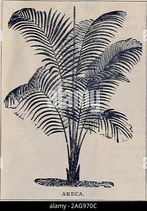 . Vaughans Gartenarbeit dargestellt: Herbst edition. LEA FRAGRANS.- (Kaffee Olivenöl.) Blüten weiß, kleine exquisite fragranceas eine Topfpflanze für das Haus ständig blüht; ishardy im Süden. Schöne Pflanzen, jeweils 50 Cent. OSMANTHUS Aquifolium. - (Hoiiy Leaved Olea Fragrans.) Blüten klein, weiss, wie Olea Fragrans und sehr süß duftend. Fineplants, Stück, 25 Cent. OPHIOPOGON JABURAN VARIEGATUS. Die bunten Blätter sind zu besichernden withcreamy Gelb. Blumen von tiefen Violett andproduced Sehr reichlich in dichten Spikes, und durch bunte Blaue Beeren arefollowed. Jeder, 35 c, Postpaid. Extra Stockfoto