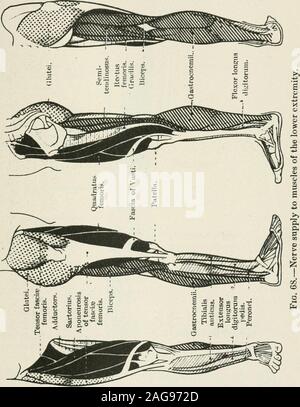 . Medizinische und chirurgische Therapie. s sensorN * Zweige sind die ersten sieben Sicherheiten plantar Filialen. Die externe plantar Nerv, der kleinere der beiden (die homologueof Nervus ulnaris in der Hand), liefert alle interossei musclesof, die den kleinen Zeh, der dritte und vierte Lumbricales, der Entführer obliquusand Transversus; es liefert auch die letzten drei Sicherheiten plantarbranches. Wie im Fall der Ulna in der Hand, es hat eine cutaneousbranch, die rein sensorischen ist, und eine tiefe mtLscular Zweig. Physiologie die Muskeln von den Großen Ischias - den Bizeps, semi-tendinosus und sem Stockfoto