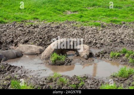 Ferkel im Schlamm, entspannen an einem heißen Sommertag Stockfoto