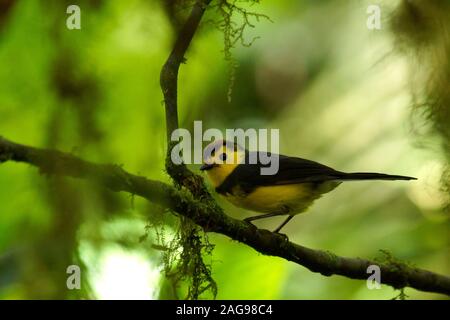 Collared Redstart, Myioborus torquatus Stockfoto