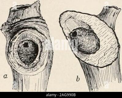 . Ameisen; ihre Struktur, Entwicklung und Verhalten. Abb. 113. Galle der Hol-caspis cinerosiis inhabitedby Kolonie von Leptothoraxobturator. (Original) Thelarge Eröffnung throughwhich escapedhas Galle fliegen mit dem Auto gesteckt wurde - Tonne mit dem subsequentlyperforated Leptothoraxqueen und durch ihre workersto bilden die permanententrance. Abb. 114. Die Enden der brokentwigs der Traube (Coccolobaurifcra), Karton dia-phragms von camponotus Sc. rgul-Status. mit kreisförmigen Eingängen. (Original.) ein. Mit einem Flachbild. b) mit einer kegelförmigen Membran, die letztere eine Anpassung andie, schräge Fraktur des Fei-Zweig. o Stockfoto