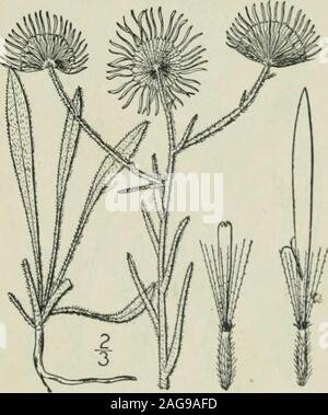 . Eine Illustrierte Flora von der nördlichen USA, Kanada und die britischen Besitzungen: von Neufundland zu den Parallelen der südlichen Grenze von Virginia und vom Atlantik westwärts nach dem 102 Meridian. pappus nkish; einfach; achenes puberulent. In die Felder und Wälder, Labrador zu British Columbia. Florida und Kalifornien, aber lokal selten. Rennen differin Blatt-form und Behaarung. Knospen hängend. Sweetscabious. Daisy-fleabane. April-Aug. Ii. Erigeron divergens T.&G. Verbreitung Fleabane. Abb. 4371. Erigeron divergens T&G Fl. N. A.2: 175. 1841. Jährliche oder zweijährliche, diffus-bh Stockfoto