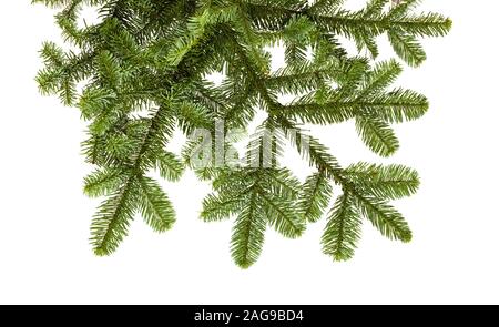 Zweig der Edle Tanne, Abies procera, auf weißem Hintergrund Stockfoto