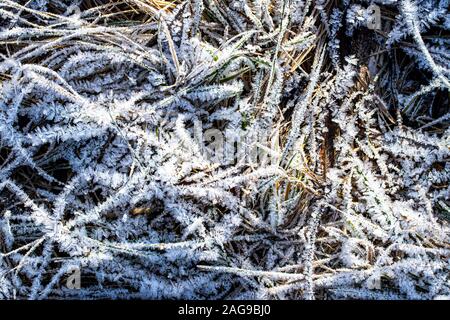 Trava pokrytaya ineyem v yasnyy den solnechnyy" pozdney Osen' yu ili ranney zimoy. Makrofotografiya s vidnymi kristallami l ein. Sezonnyye izmeneniya v Stockfoto