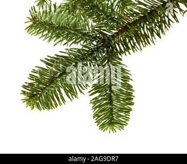 Zweig der Edle Tanne, Abies procera, auf weißem Hintergrund Stockfoto