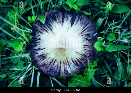 High-Angle-Aufnahme einer schönen Passiflora blühenden Pflanze wächst Mitten in einem Wald Stockfoto
