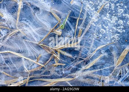 Textur von Gras in Eis im Winter. Zusammenfassung Hintergrund für Design, fotografiert Nahaufnahme. Stockfoto