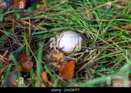 Ein weißer Pilz versteckt unter dem grünen Gras im New Forest, in der Nähe von Brockenhurst, Großbritannien Stockfoto