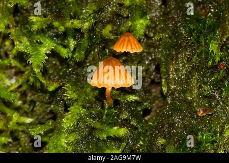 Zwei sehr kleine, braune Champignons, wahrscheinlich Moss Glocken, wachsen auf dem Moos bedeckt Stamm einer Eiche Stockfoto