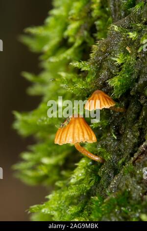 Zwei sehr kleine, braune Champignons, wahrscheinlich Moss Glocken, wachsen auf dem Moos bedeckt Stamm einer Eiche Stockfoto