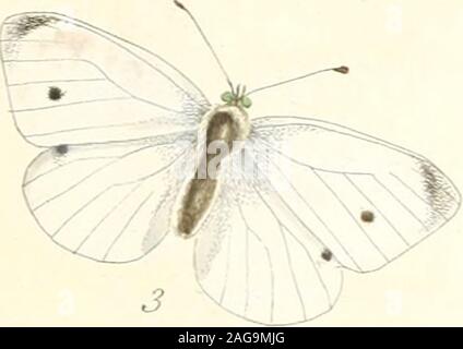 . Die papilios von Großbritannien: systematisch angeordnet, genau eingeprägt, und aus der Natur mit der natürlichen Geschichte der einzelnen Arten.... gemalt afily diftinguiflied. Es gibt zwei Generationen von thefe fliegt in der fummer: Die firfl auf thewing Anfang Mai erscheint, aus dem chryfalides, dass durchdie Winter geblieben; und die fecond ist auf dem Flügel im Juli. Die Raupen fromthefe sind mit ihren vollen Wachstum, wie in Abb. i, Ende September. Sie thenfeek eine fheker againft Wände, verblasst, oder Fuchs Orte; fix mit einem themfelves bandround der Mitte und am Schwanz, um Ihre Stockfoto