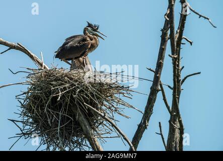 Great Blue Heron auf Nest Stockfoto