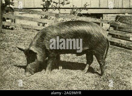 . Arten und Klassen von Live Stock. Bedeutung der certainweight Anforderungen, ist es auf einmal klar, dass Wildschweine andbreeding Leistungsbeschreibungen, die nicht von der Packer gewünscht werden. Wenn jedoch ihre Form, Qualität und Temperament Wie werden causethem auf ihre Schweine die Merkmale die Arten und Klassen von Live Stock 251, damit die Schweine können Sie gefüttert successfullyfor den Speck Markt erforderlich, und der Eber zu übertragen und sow sind sagte topossess Speck geben. Bei der Beurteilung der Zuchttiere, bestimmte-Zertifikaten muss daher gemacht werden und müssen Sie bestimmte Punkte beemphasized, die nicht Co Stockfoto
