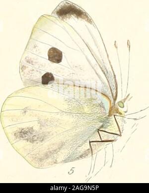 . Die papilios von Großbritannien: systematisch angeordnet, genau eingeprägt, und aus der Natur mit der natürlichen Geschichte der einzelnen Arten lackiert.... Stockfoto