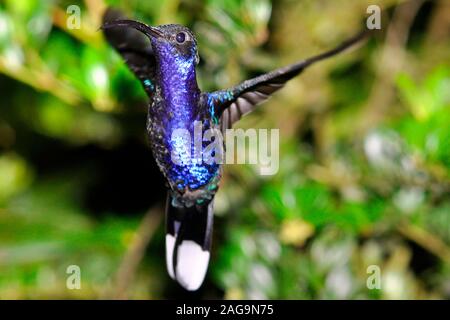 Violett, Campylopterus hemileucurus Sabrewing, Costa Rica Stockfoto