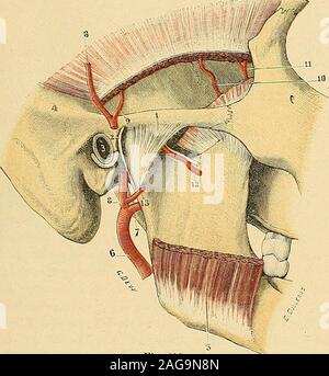 . "Traité d'anatomie humaine: beschreibende Anatomie, Histologie, Développement. Rattacher à larticulation Schläfen-maxil - laire et que nous désignerons Sous Le nom de Bänder Accessoires. Artikulation Schläfen-MAXILLAIRE 419 ein. Ligament capsulaire. - Le ligament capsulaire revêt Ici, comme ailleurs, laforme Dun véritable Manchon disposé autour de larticulation. Il nous présente, en conséquence, une Oberfläche extérieure, une Oberfläche intérieure et Deux circonfé verstehen, Lune supérieure, Lautre inférieure. - Par sa circonférence Supérieure, celigament sinsère sur les Points suivants (Abb. 354, A): 1° Stockfoto