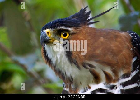 Reich verzierte Hawk-Eagle, Spizaetus ornatus, Costa Rica, Stockfoto