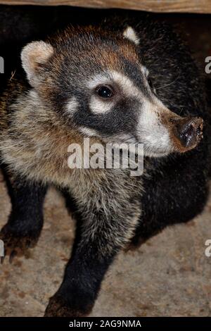 White-nased Coati (Nasua narica), Costa Rica. Stockfoto