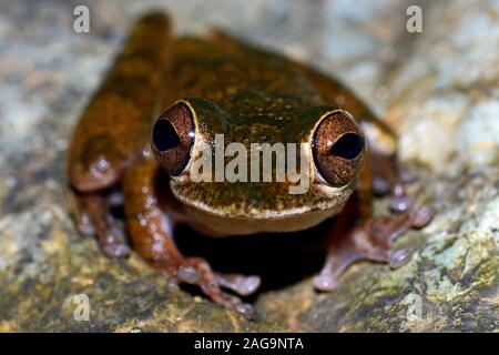 Oliv-snouted Treefrog - Scinax elaeochroa, in der Nähe von Monte Verde, Costa Rica, Stockfoto