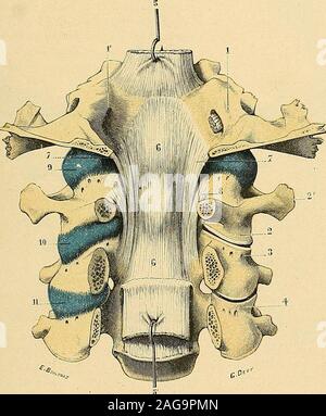 . "Traité d'anatomie humaine: beschreibende Anatomie, Histologie, Développement. ar conséquent darticulationvéritable. Ces deux os sind reliés néanmoins Gleichheit des Bänder, à la fois très Nom-breux et très résistants, qui ont pour Effet, non seulement de les unir Lun à Lautre, Mais aussi de maintenir La Dent de laxis dans lanneau ostéo-tîbreux qui se meutautour Delle. Ces Bänder deviennent Ainsi, comme nous lavons Déjà fait Remar - ARTIKULATIONEN DE LA COLONNE VERTÉBRALE AVEC LA TÈTE 409 gr plus Haut, Les véritables dunion moyens de larticulation atloïdo - odontoï - Dienne. Ils se divisent en Deux, Stockfoto