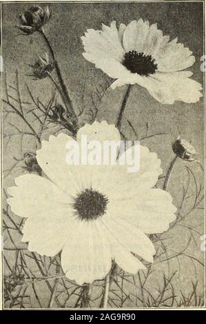 . Dreer's 1913 Garten Buch.- Der zinsgarantie die höchste Entwicklung im Kosmos. Wir bieten Ihnen die folgenden Farben itin: pro Pck. 2081 Crimson. Reiche und Tiefe. oz,, 25 cts 10 2082 Hellrosa. Eine beliebte Farbe. oz, 25 cts 10 2083 Reinweiß. oz., 25 cts 10 ein Paket, das jede der drei Farben, 25 cts. 2090 gemischt Mammut Perfektion. ] Oz., 20 cts... 102084 Qigantic= Blütezeit Lady Lennox. Dieses, Thelatest Entwicklung in diesem beliebten Herbst Blume, bearsgigantic Blumen, mit breiten, überlappenden Blütenblätter von SPLEN - hat Substanz; eine kreisrunde und Blume, whichis getragen auf sehr langen Stielen, in c Stockfoto